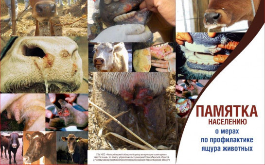 Ящур – вирусная, остро протекающая болезнь домашних и диких парнокопытных животных, характеризующаяся лихорадкой и афтозными (пузырьковыми) поражениями слизистой оболочки ротовой полости, кожи вымени и конечностей